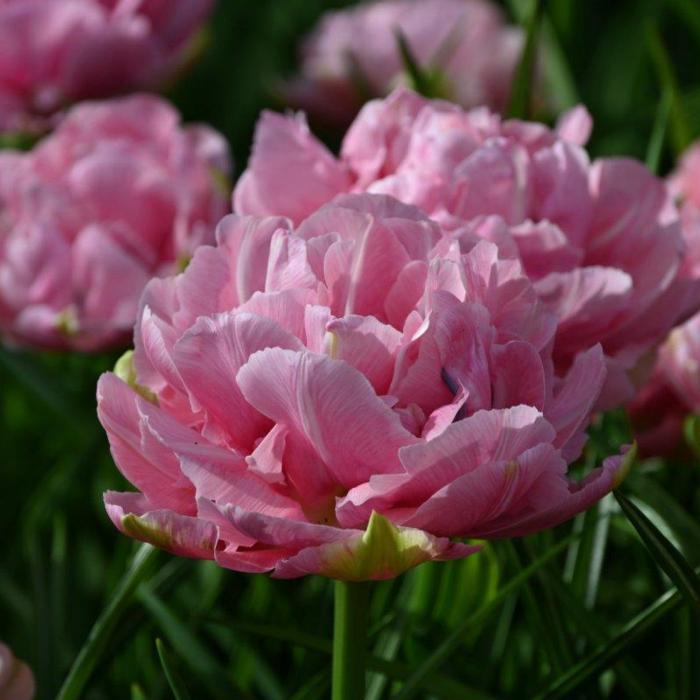 Tulipa 'Aveyron' plant