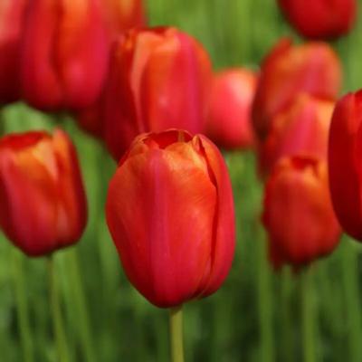 tulipa-avignon