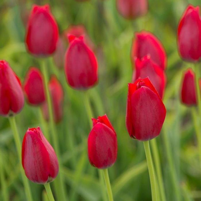 Tulipa aximensis plant