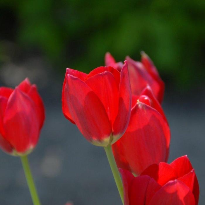 Tulipa aximensis plant