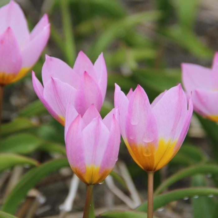 Tulipa bakeri 'Lilac Wonder' plant