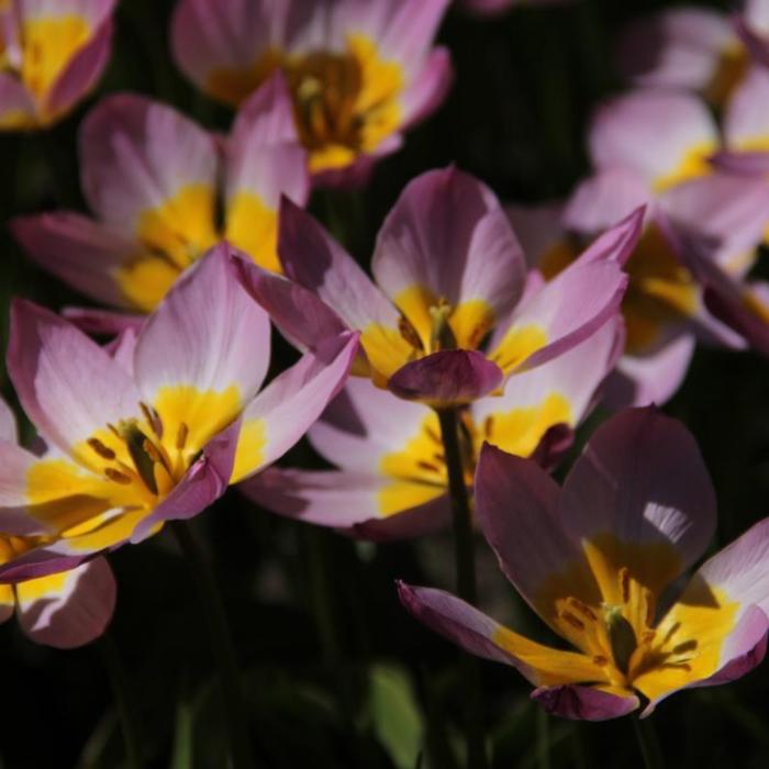 Tulipa bakeri 'Lilac Wonder' plant
