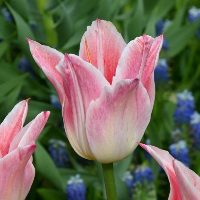 Tulipa 'Ballade Lady' plant