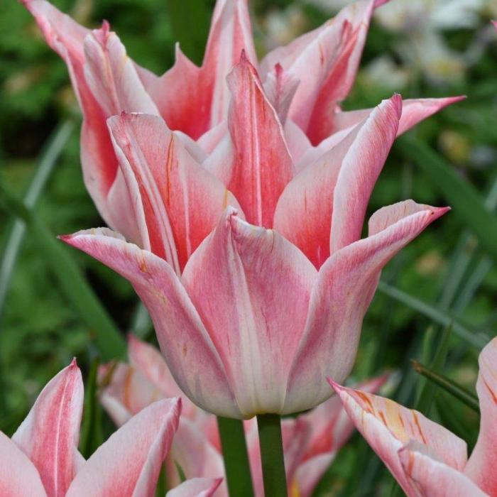 Tulipa 'Ballade Lady' plant
