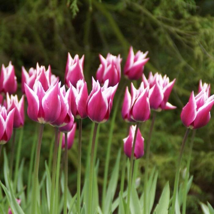 Tulipa 'Ballade' plant