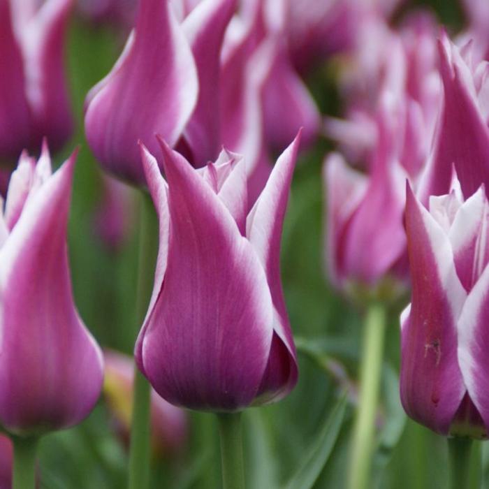 Tulipa 'Ballade' plant