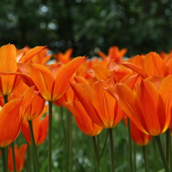 Tulipa 'Ballerina' plant