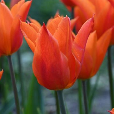 tulipa-ballerina