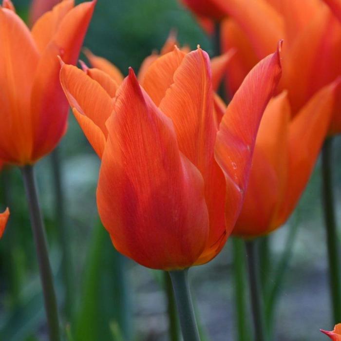 Tulipa 'Ballerina' plant