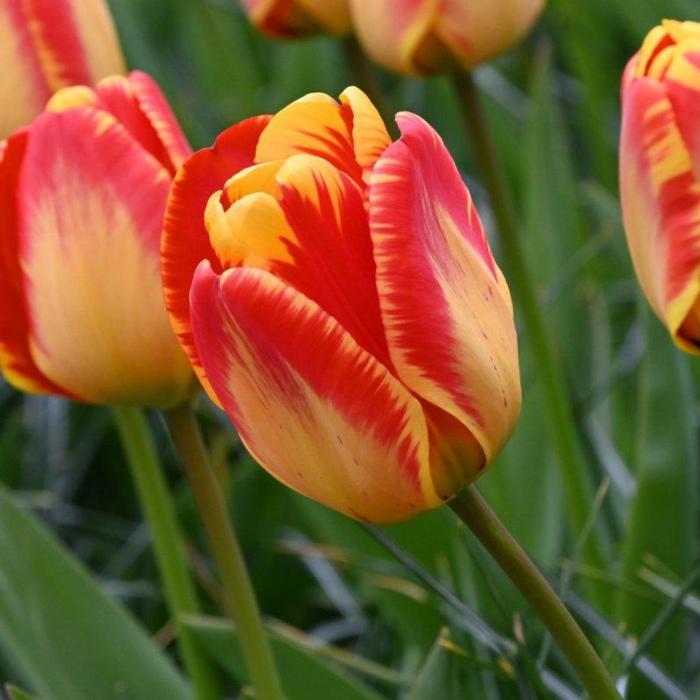 Tulipa 'Banja Luka'  plant