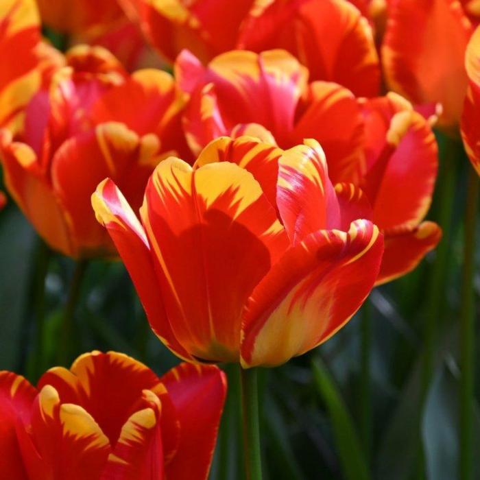 Tulipa 'Banja Luka'  plant