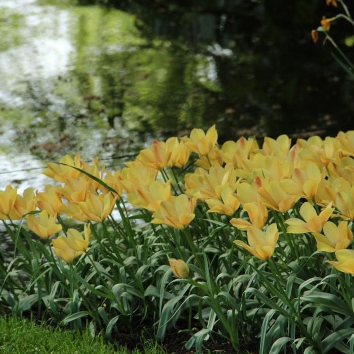 Tulipa batalinii 'Bright Gem' plant