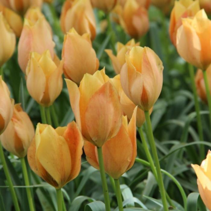 Tulipa batalinii 'Bright Gem' plant