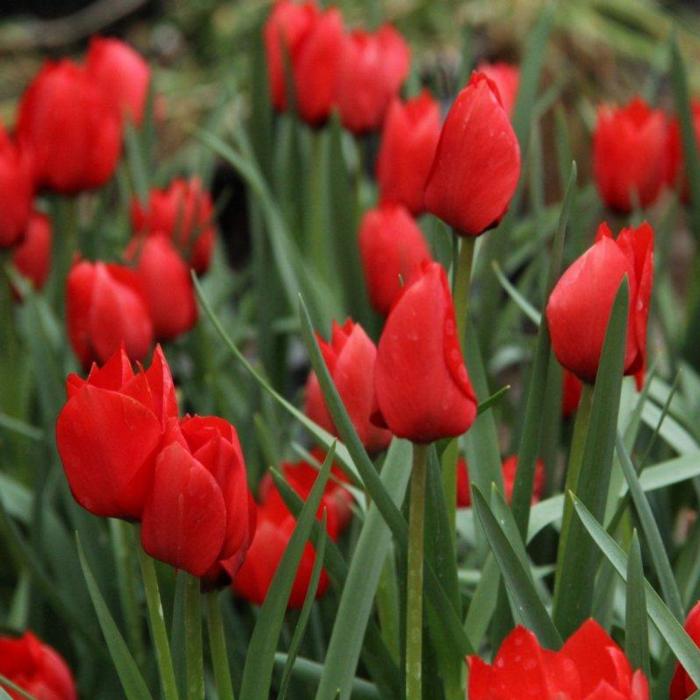 Tulipa batalinii 'Red Hunter' plant