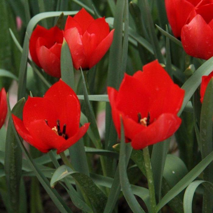 Tulipa batalinii 'Red Hunter' plant
