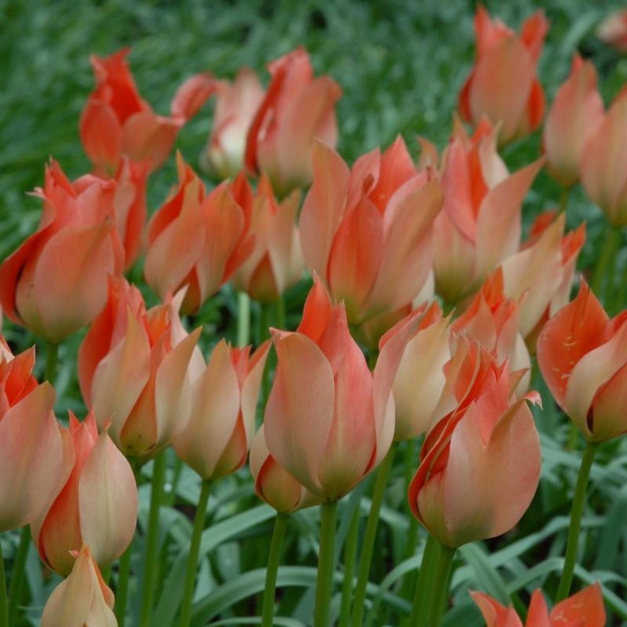 Tulipa batalinii 'Salmon Gem' plant