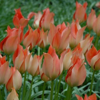 tulipa-batalinii-salmon-gem