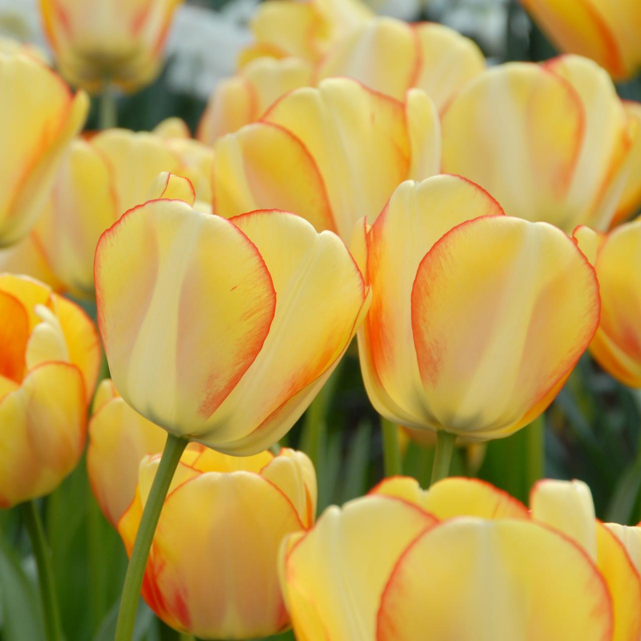 Tulipa 'Beauty of Spring' plant