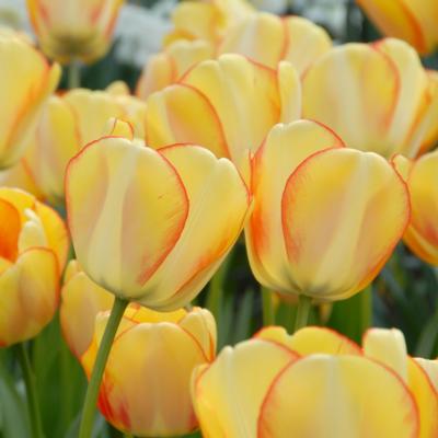 tulipa-beauty-of-spring