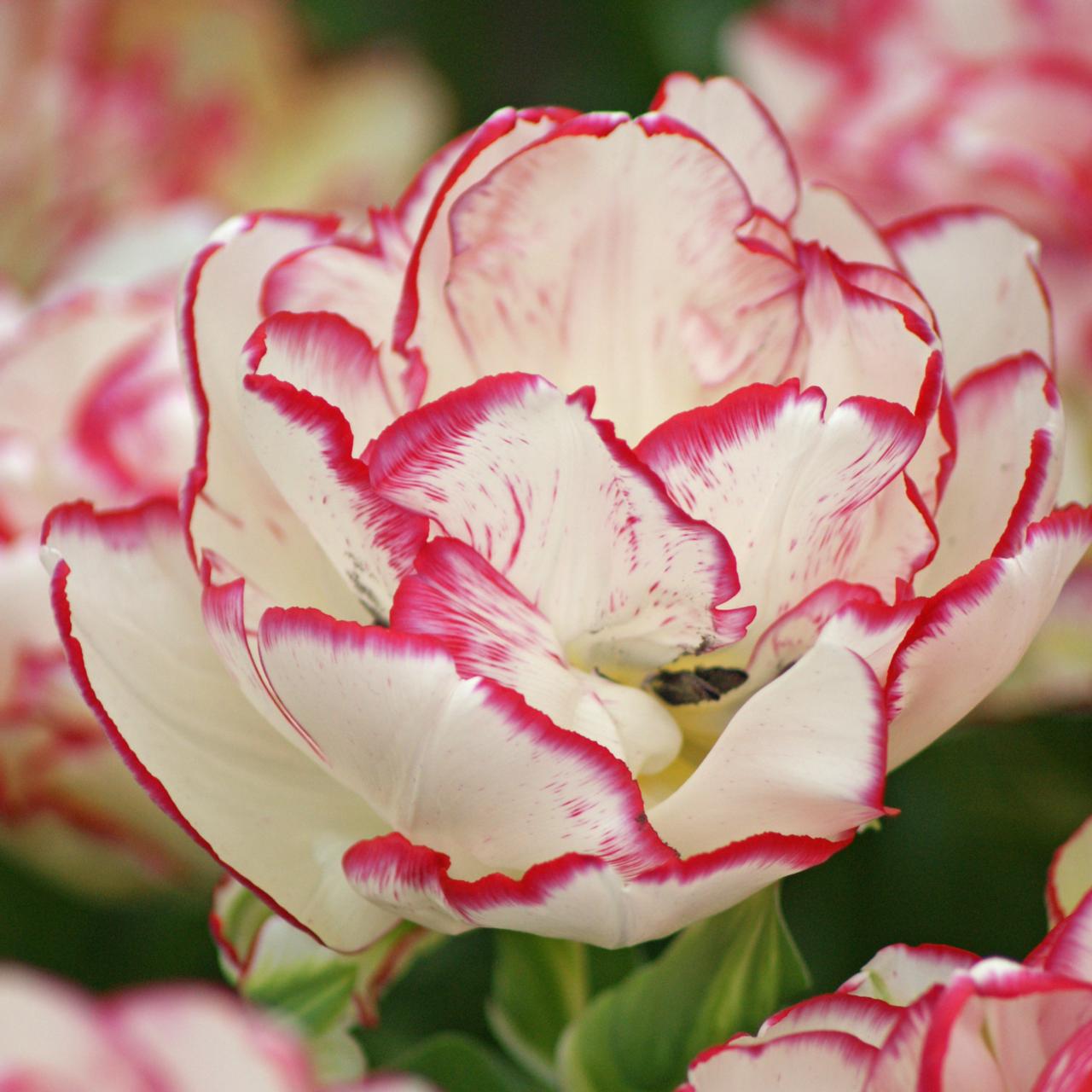 Tulipa 'Belicia' plant