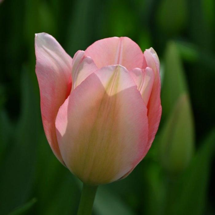 Tulipa 'Bella Blush' plant