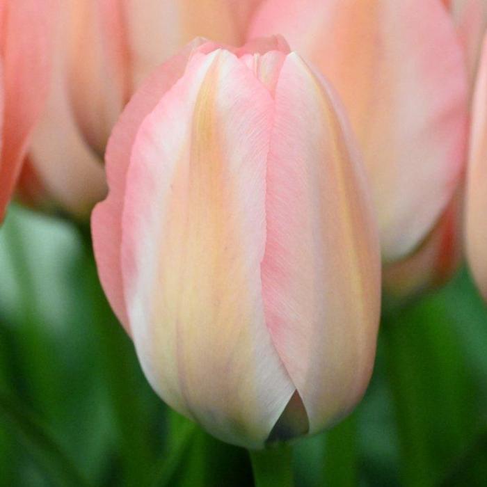 Tulipa 'Bella Blush' plant