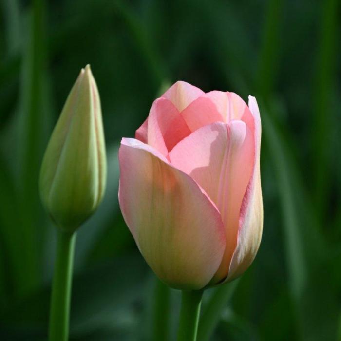 Tulipa 'Bella Blush' plant