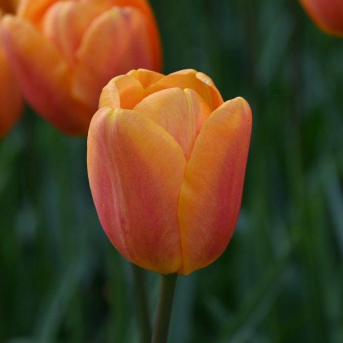 Tulipa 'Bellville' plant