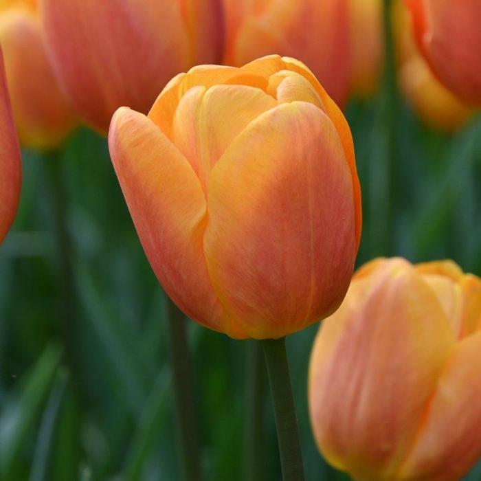 Tulipa 'Bellville' plant