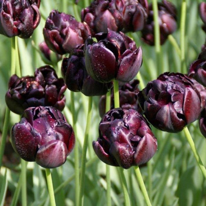 Tulipa 'Black Hero' plant