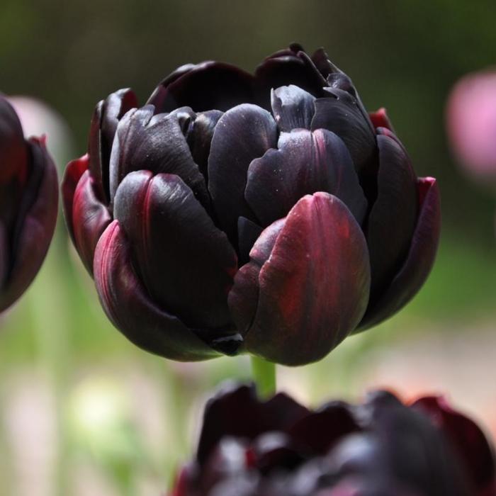 Tulipa 'Black Hero' plant