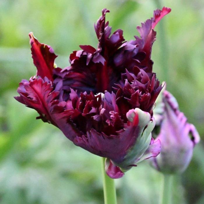 Tulipa 'Black Parrot' plant
