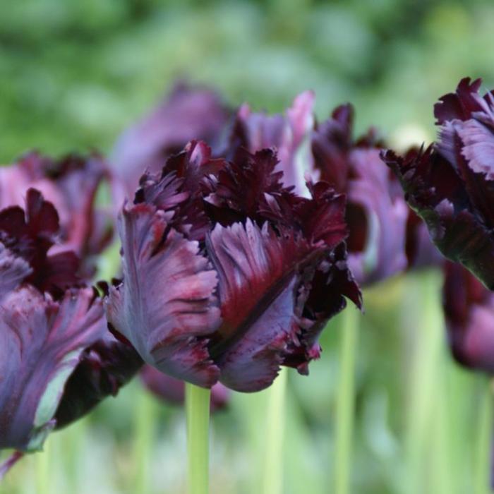 Tulipa 'Black Parrot' plant