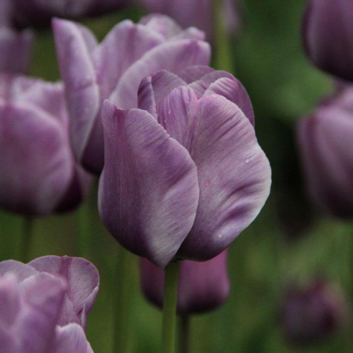 Tulipa 'Bleu Aimable' plant