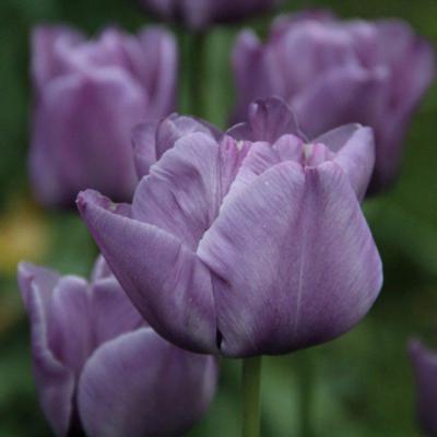 tulipa-bleu-aimable