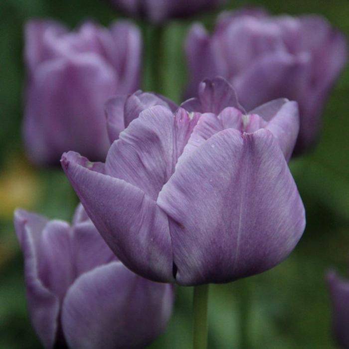 Tulipa 'Bleu Aimable' plant