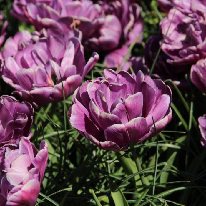 Tulipa 'Blue Diamond' plant