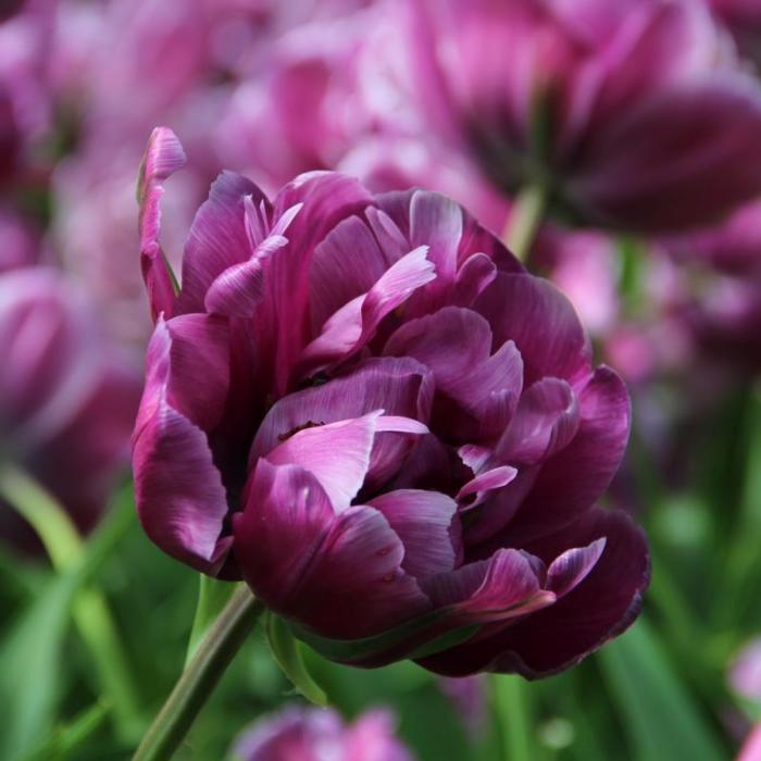 Tulipa 'Blue Diamond' plant