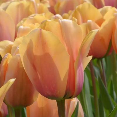tulipa-blushing-impression