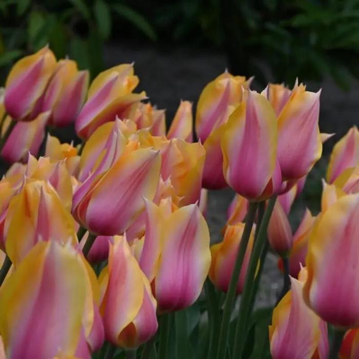Tulipa 'Blushing Lady'  plant
