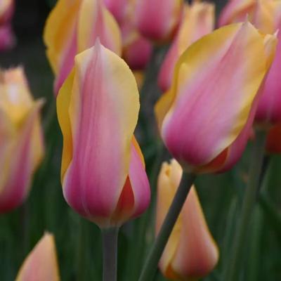 tulipa-blushing-lady
