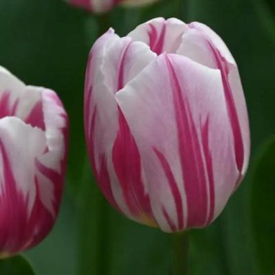 tulipa-bojangles