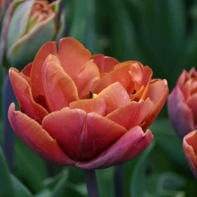tulipa-brasil