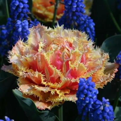 tulipa-brisbane