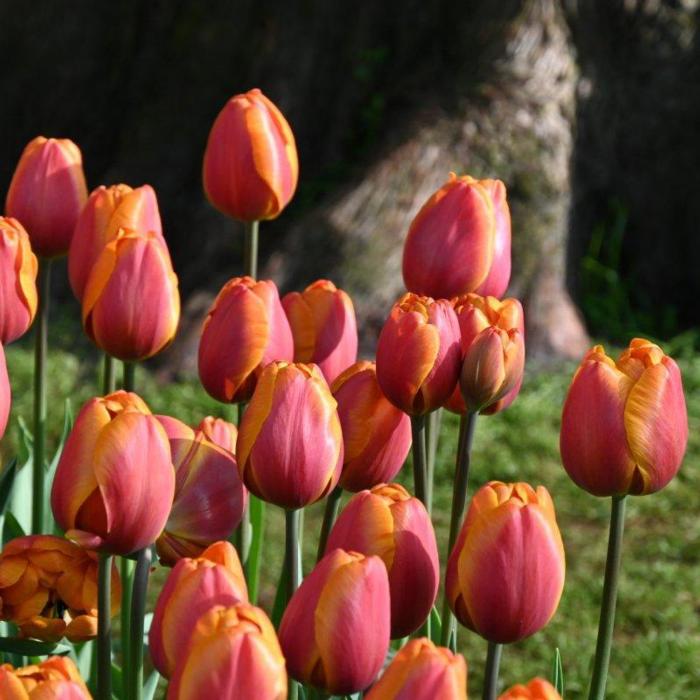 Tulipa 'Bronze Perfection'  plant