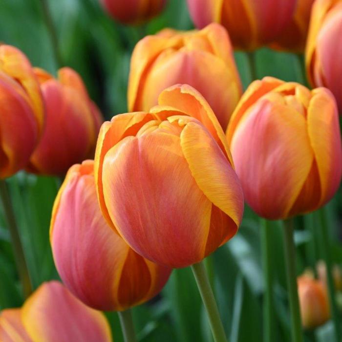 Tulipa 'Bronze Perfection'  plant