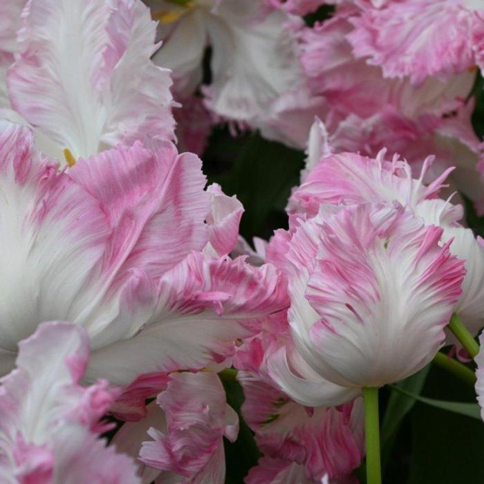 Tulipa 'Cabanna'  plant