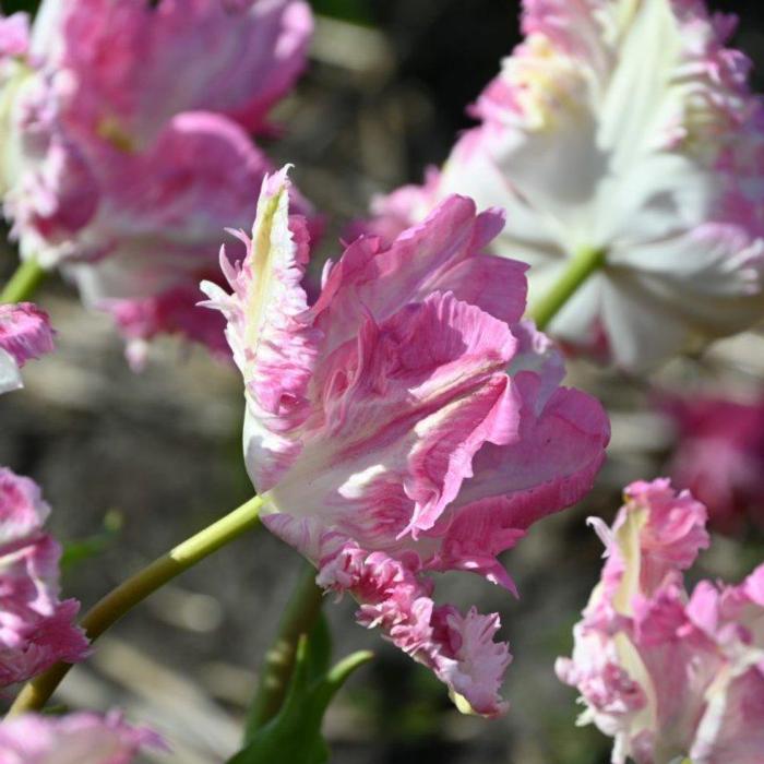 Tulipa 'Cabanna'  plant