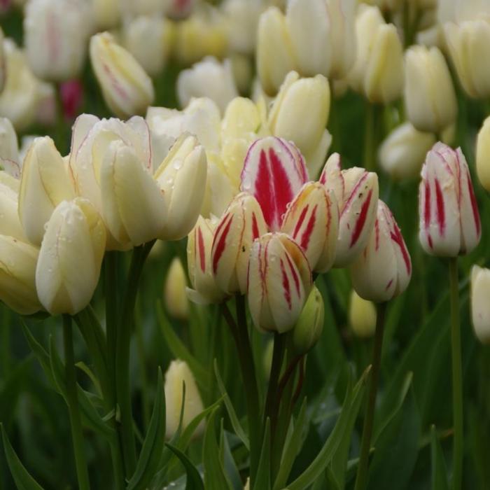 Tulipa 'Candy Club' plant
