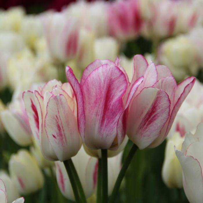 Tulipa 'Candy Club' plant